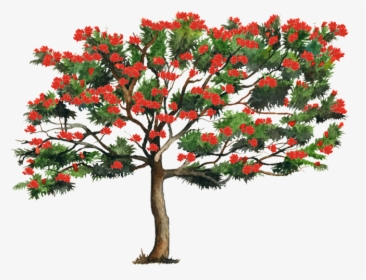 Spathodea Tree Png, Transparent Png, Free Download