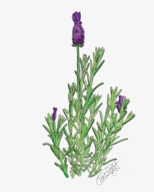 French Lavender, HD Png Download, Free Download
