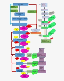 Transparent Flow Chart Png - Flow Chart Of Forest, Png Download, Free Download