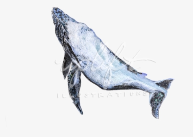 Whales , Png Download, Transparent Png, Free Download