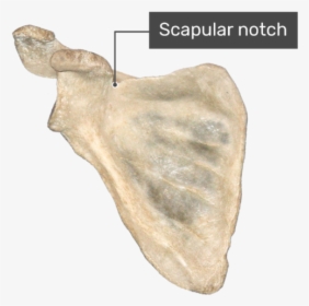 Anterior Scapula Bone With Labeled Scapular Notch - Scapula Bone, HD Png Download, Free Download
