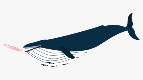 Baleendesign Illustration Humpbackwhale Krill, HD Png Download, Free Download