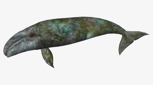 Zt2 Download Library Whales , Png Download - Dead Blue Whale Png, Transparent Png, Free Download