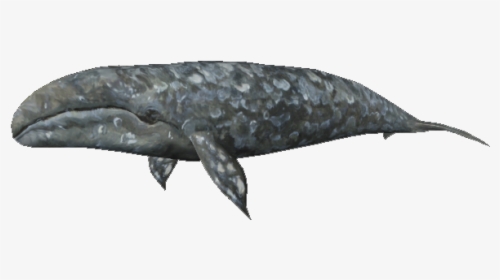 Grey Whale, HD Png Download, Free Download