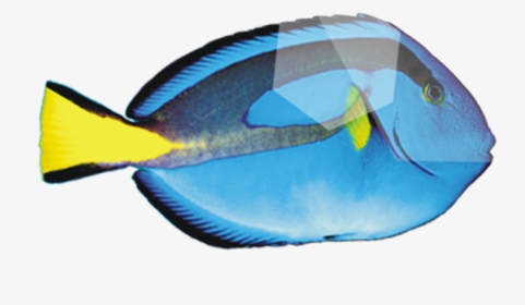 Peces De Mar Cartoon - Deep Sea Fish, HD Png Download, Free Download