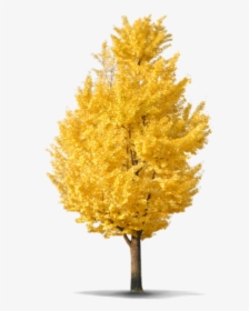 Beautiful Tree Png Icon And Background Transparent - Ginkgo Tree Png, Png Download, Free Download