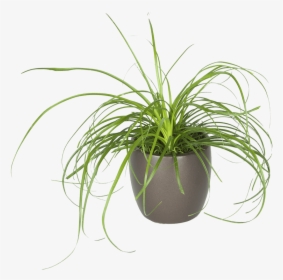 Transparent Philodendron Png - Houseplant, Png Download, Free Download