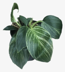 Images - Houseplant, HD Png Download, Free Download