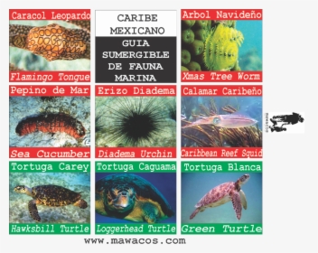 Caguama Png , Png Download - Marine Biology, Transparent Png, Free Download