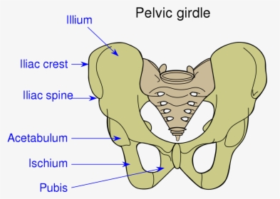 Acetabulum, HD Png Download, Free Download