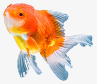 Sunny Articulos Para Mascota Seccion Pez - Goldfish, HD Png Download, Free Download