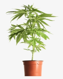 Weed Bud Png, Transparent Png, Free Download