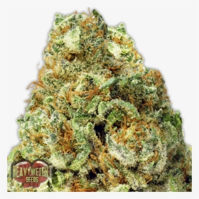 Og Chem Phat Panda, HD Png Download, Free Download