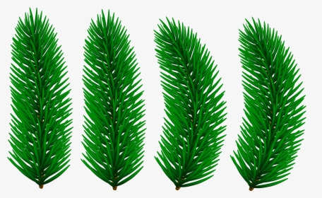 Pine Branches Transparent Clip Art Image, HD Png Download, Free Download