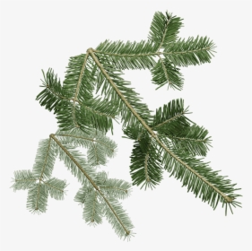 Pacific Silver Fir Png, Transparent Png, Free Download