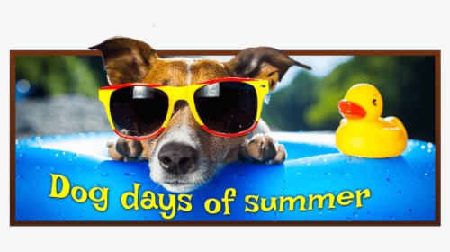 Transparent Cool Dog Png - Summer Animals, Png Download, Free Download