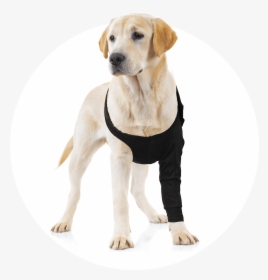 Dog Recovery Sleeve, HD Png Download, Free Download