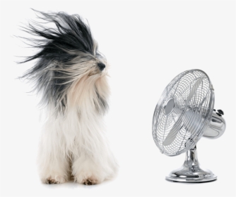 Dog And A Fan, HD Png Download, Free Download