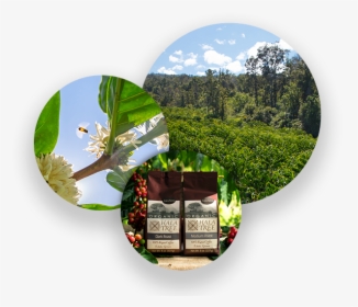 Hala Tree Coffee Farm Organic Kona Coffee - Tree, HD Png Download, Free Download