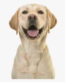 Adopt A Shelter Dog Month 2019, HD Png Download, Free Download