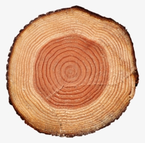 Tree Rings Png , Png Download - Transparent Tree Stump Background, Png Download, Free Download