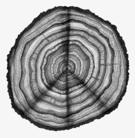 Tree Rings Of Peace - Art Tree Rings, HD Png Download, Free Download