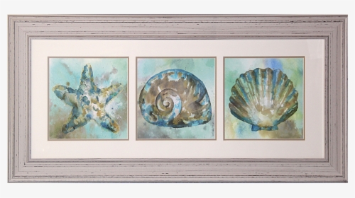 Starfish, Shell, Scallop Framed Art Print - Still Life, HD Png Download, Free Download