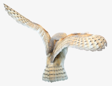 Download Barn Owl Png Clipart - Barn Owls Png, Transparent Png, Free Download
