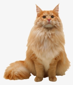 Maine Coon Persian Cat Ragdoll , Png Download - Orange Norwegian Forest Cat Maine Coon, Transparent Png, Free Download