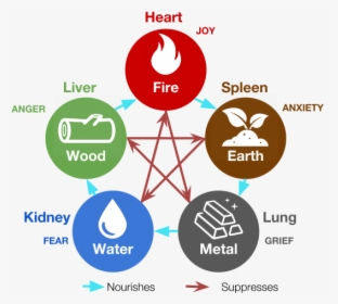 The Five Phases In Tcm With Zang-fu Organs And Emotions - Five Phases Tcm, HD Png Download, Free Download