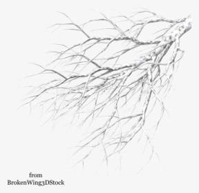 50, Winter Landscape - White Tree Branch Png, Transparent Png, Free Download