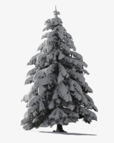 Snowy Pine Tree Png, Transparent Png, Free Download