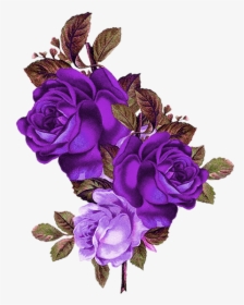 Purple Rose Png - Transparent Background Purple Roses Png, Png Download, Free Download