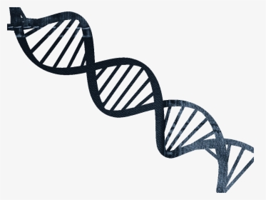 Dna For Our Jeans Jeanified - Double Helix, HD Png Download, Free Download
