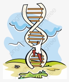 Transparent Dna Clipart Png - Length Of Dna In Human, Png Download, Free Download