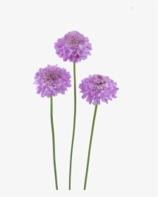 Transparent Lilac Flower Png - Pincushion Flower, Png Download, Free Download