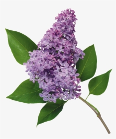 Lilac Png - Common Lilac Flower, Transparent Png, Free Download