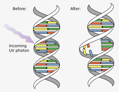Dna Before And After Radiation, HD Png Download, Free Download