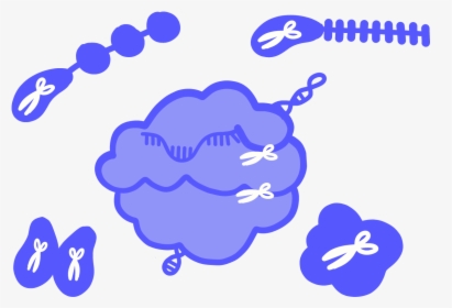 Image Of A Nuclease Enzyme That Has Scissors To Represent, HD Png Download, Free Download