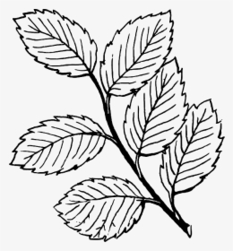 Leaves Black And White, HD Png Download, Free Download