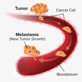 Metastasis - Circulating Tumor Cell Cartoon, HD Png Download, Free Download