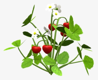 Transparent Strawberry Plant Png - Frutti Di Bosco, Png Download, Free Download