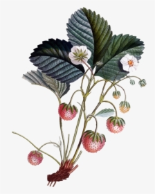 Plant,flower,food - Strawberry Flowers Botanical Illustration, HD Png Download, Free Download