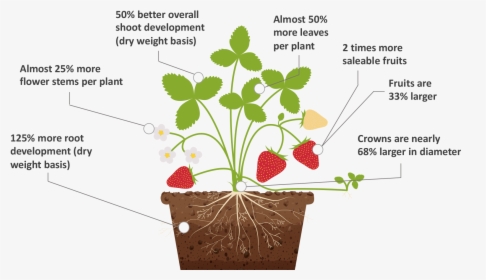 Strawberry Plant - Photosynthesis Process For An Strawberry, HD Png Download, Free Download