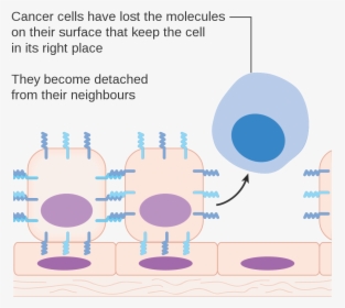 Do We All Have Cancer Cell, HD Png Download, Free Download