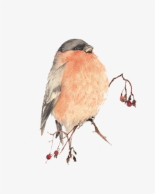 Bird Watercolor Painting - Bird Painting Png, Transparent Png, Free Download