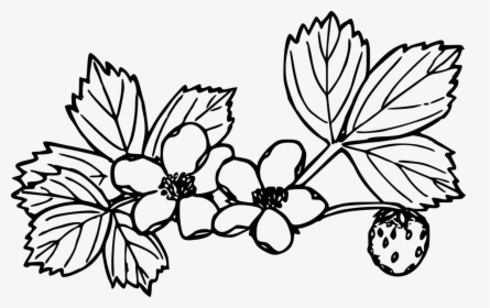 Image Freeuse Strawberry Coloring Book Plants, HD Png Download, Free Download