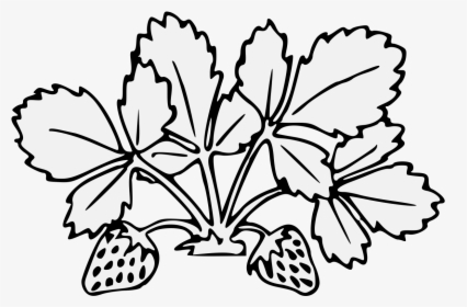 Strawberry Stem Drawing, HD Png Download, Free Download