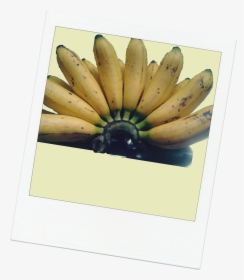 Frutta Polaroid - Saba Banana, HD Png Download, Free Download