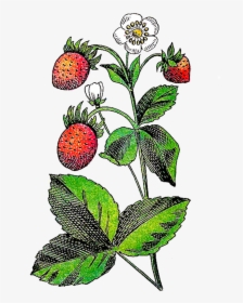 Transparent Strawberry Plant Png - Plant With Fruit And Flower Clipart, Png Download, Free Download